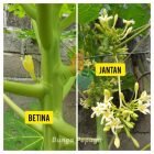 Perbedaan Pepaya Jantan dan Pepaya Betina dari Bunganya