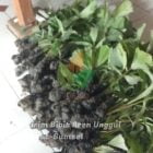 100 Bibit Tanaman Aren Unggul di Sumatera Selatan