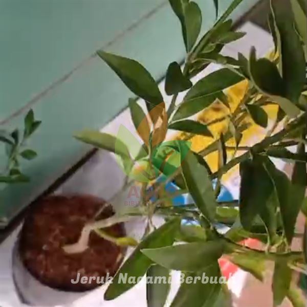 Kirim Jeruk Nagami Berbuah Tanam di Buleleng Bali