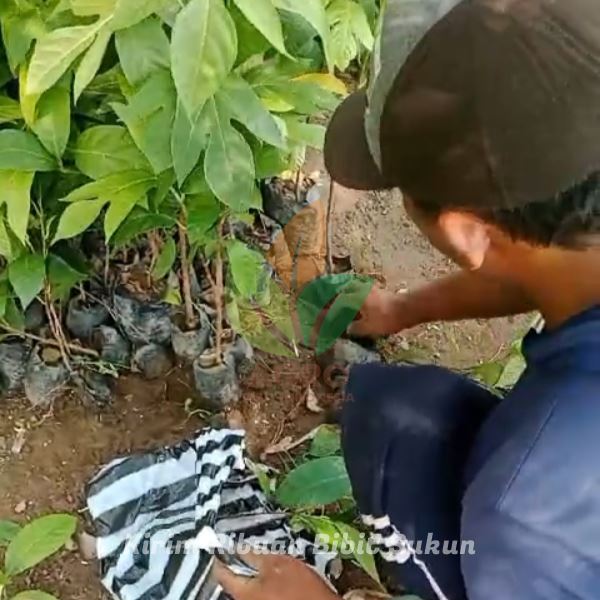 Ribuan Bibit Sukun Siap Tanam Menuju Kab. Malang Jawa Timur
