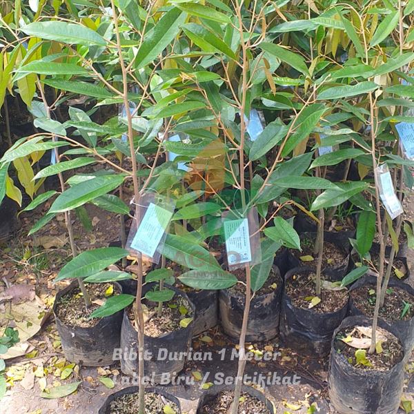 Durian Label Biru Bersertifikat