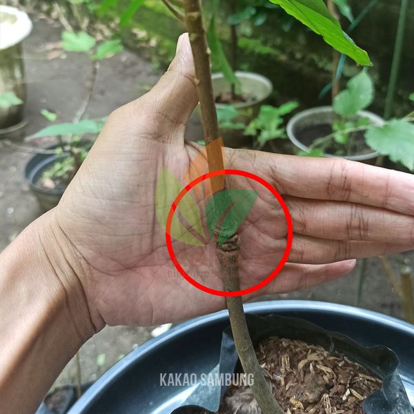 Kakao MCC-02 asal Sambung
