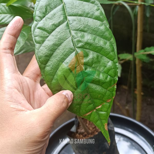 Kakao MCC-02 asal Sambung