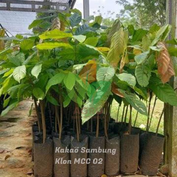 Kakao MCC-02 asal Sambung