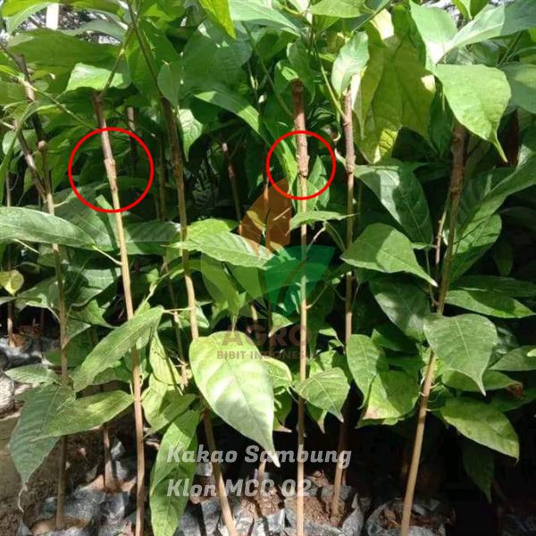 Kakao MCC-02 asal Sambung