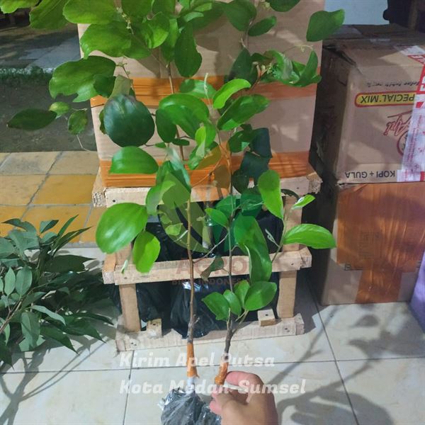 Tanam Apel Putsa di Kota Medan Sumatera Utara