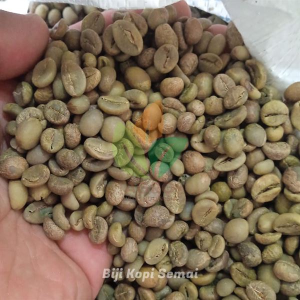 Biji Kopi Robusta untuk Semai
