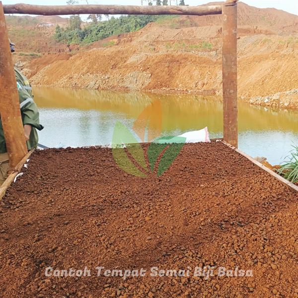contoh area semai biji balsa