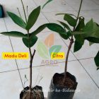 Jambu Air Manis Menuju Sobat Agro di Sidoarjo