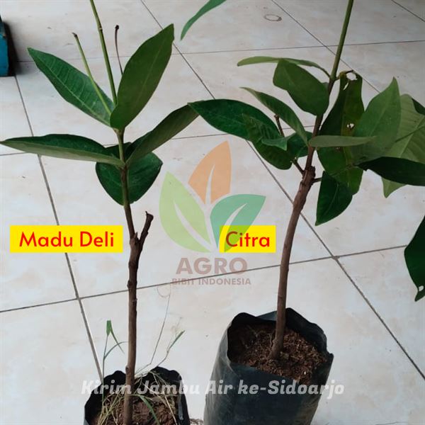 Jambu Air Manis Menuju Sobat Agro di Sidoarjo