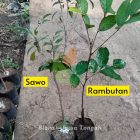 Bibit Tanaman Sawo dan Rambutan di Blora Jawa Tengah