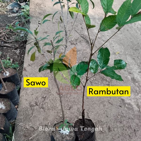 Bibit Tanaman Sawo dan Rambutan di Blora Jawa Tengah