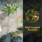Kirim Bibit Cengkeh Zanzibar di Bandung