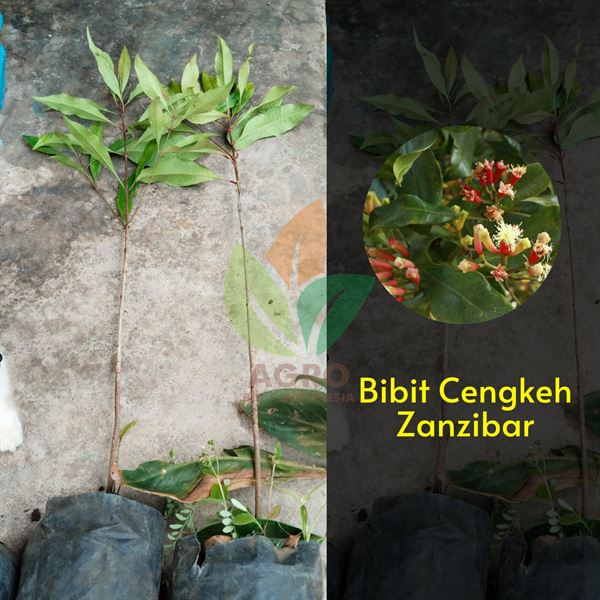 Kirim Bibit Cengkeh Zanzibar di Bandung