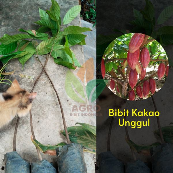 Mulai Tanam Bibit Kakao Coklat di Pacitan Jawa Timur