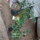 Jual Bibit Jeruk Finger Lime Kirim Menuju Karawang
