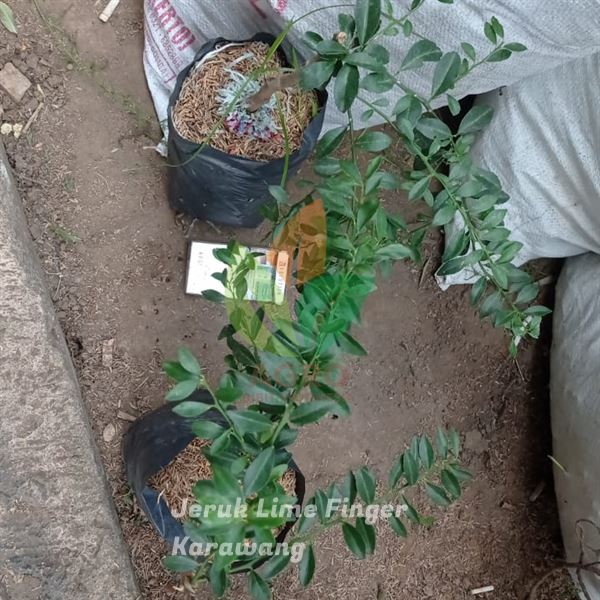 Jual Bibit Jeruk Finger Lime Kirim Menuju Karawang