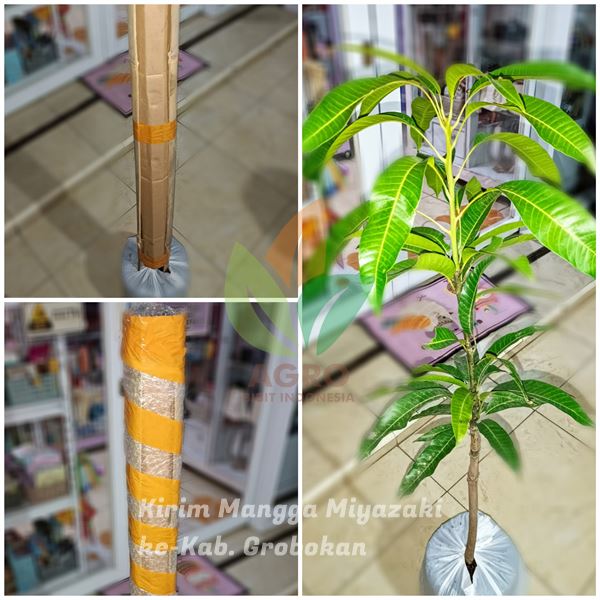 Bibit Mangga Miyazaki di Grobogan, Jawa Tengah