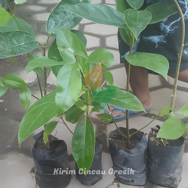 4 Tanaman Daun Cincau Hijau Menuju Gresik