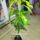 Mangga Miyazaki Termahal itu Mulai Tanam di Jombang