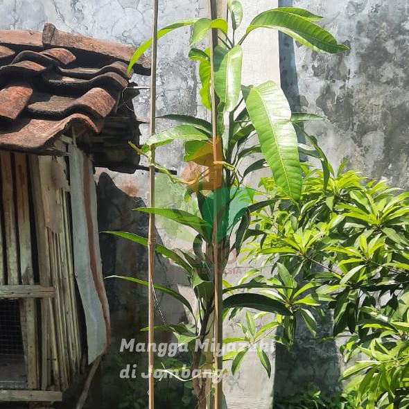 Mangga Miyazaki Termahal itu Mulai Tanam di Jombang