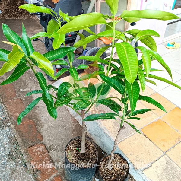Bibit Tanaman Mangga Manis Unggul di Tasikmalaya