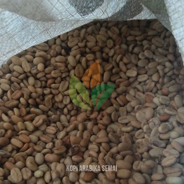 Biji Kopi Arabika untuk Semai