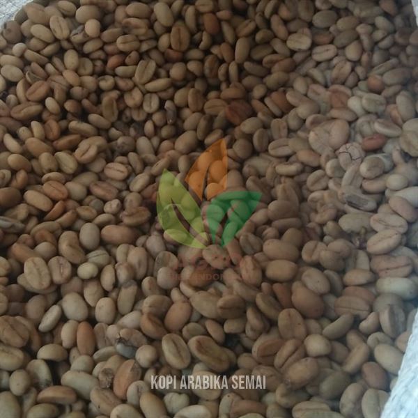 Biji Kopi Arabika untuk Semai