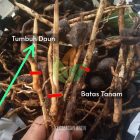 Cara Tanam Aren dari Kecambah asal Biji Online