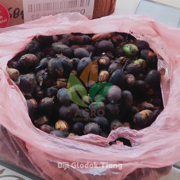 Cara Semai Benih Biji Pohon Glodok Tiang