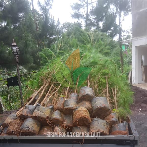 Kirim 200 Pohon Pinus Merkusii Menuju Jawa Barat
