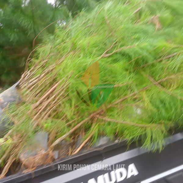 Kirim 200 Pohon Pinus Merkusii Menuju Jawa Barat
