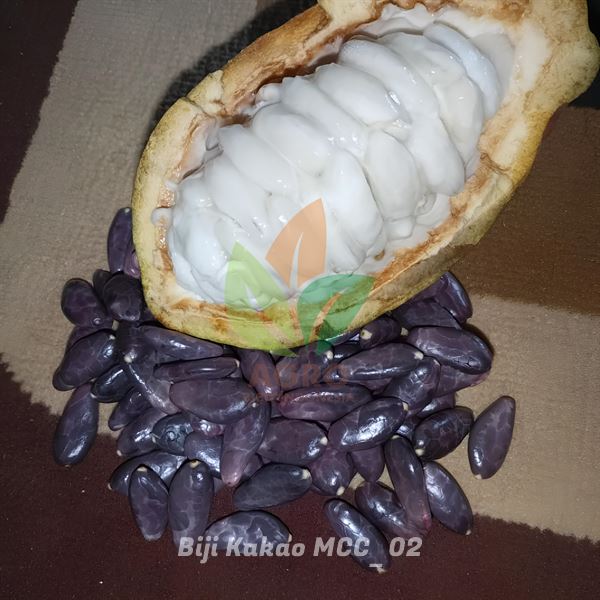 Biji Kakao / Coklat untuk Semai Berkualitas