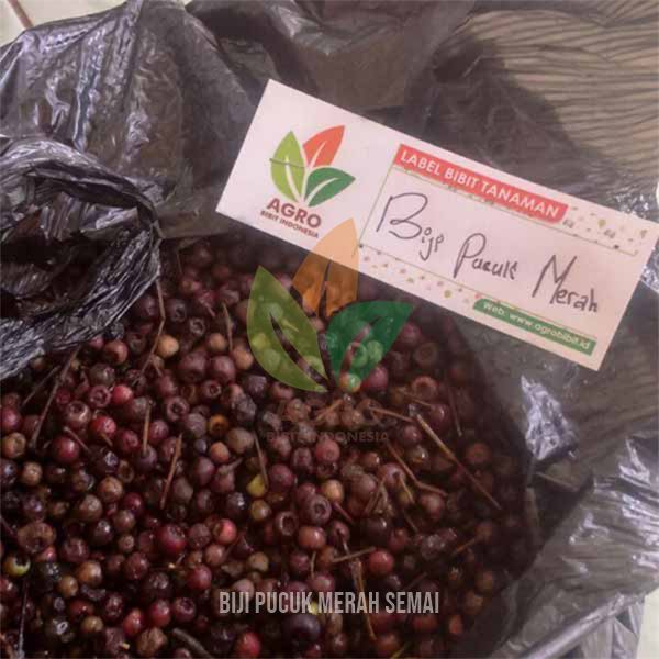 Biji Pucuk Merah