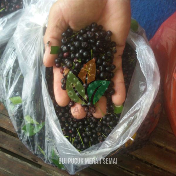 Biji Pucuk Merah