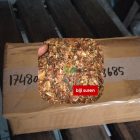 1 Kg Biji Kayu Suren Berkualitas Menuju Lombok Tengah NTB