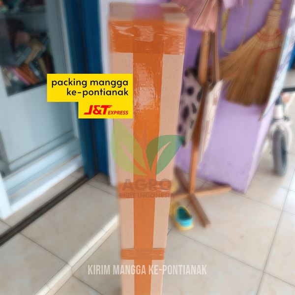 Kirim Ragam Jenis Bibit Mangga Unggul Menuju Pontianak