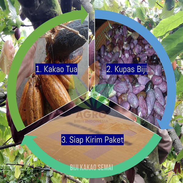 proses kebutuhan biji kakao semai