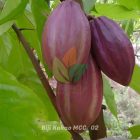 kakao mcc 02 berbuah