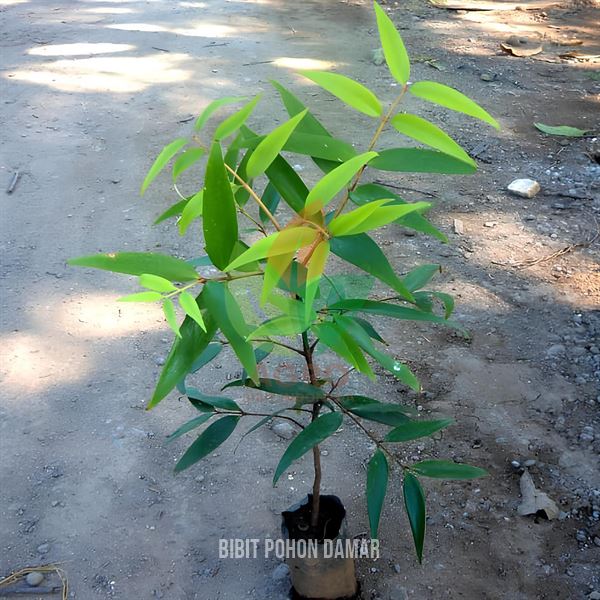 harga bibit Pohon Damar Agathis