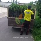 Proses Kirim 1.000 Bibit Nangka Sayur di Karawang