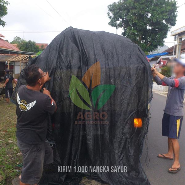 Proses Kirim 1.000 Bibit Nangka Sayur di Karawang