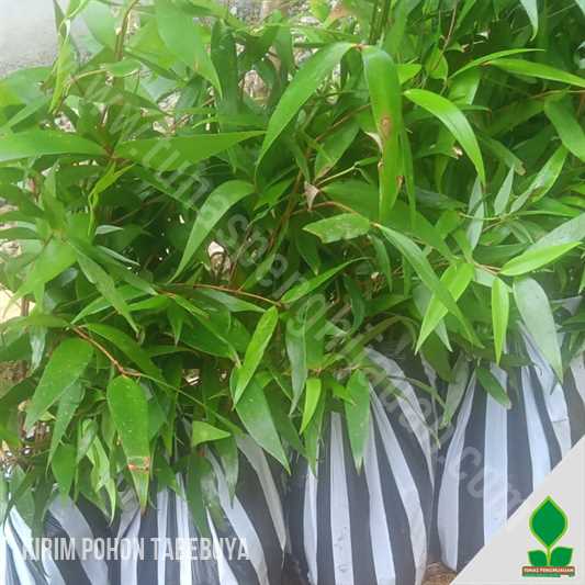 100 Bibit Pohon Damar Menuju Sobat Agro di Bogor