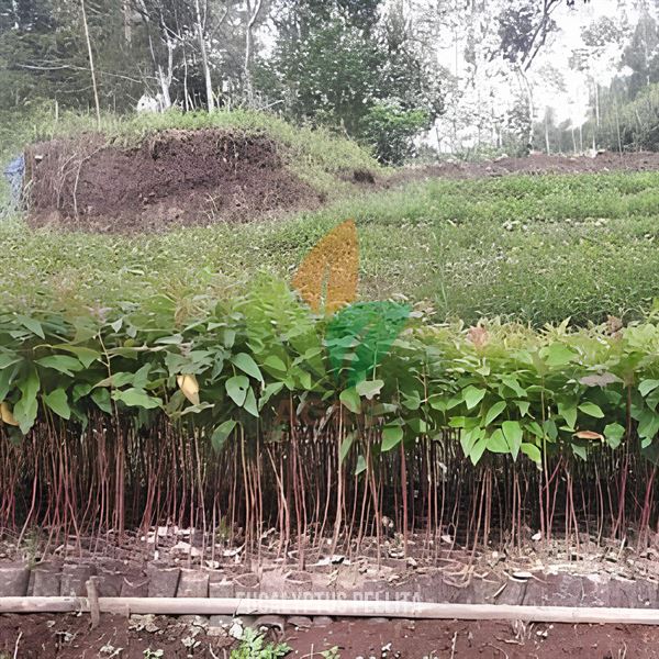 Pohon Eucalyptus Pellita