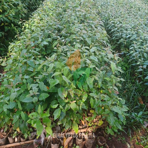 Biji Eucalyptus Pellita Siap Semai