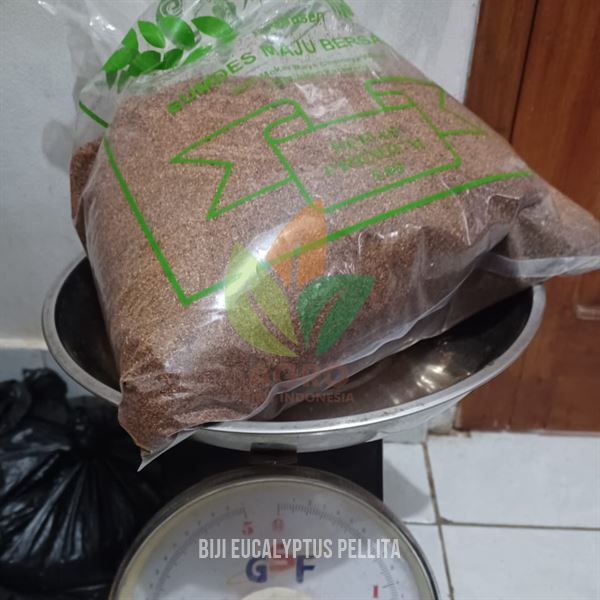 Biji Eucalyptus Pellita Siap Semai