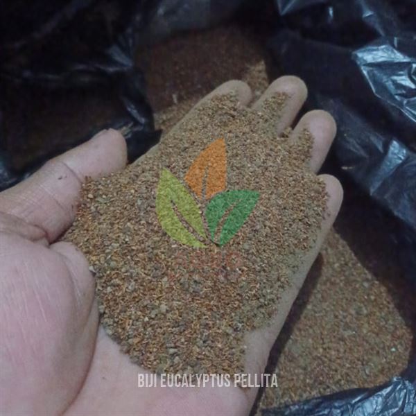 Biji Eucalyptus Pellita Siap Semai