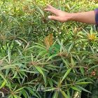 jual bibit Ketapang Kencana Merah ASLI