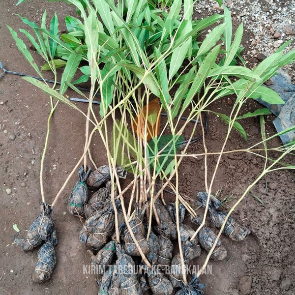 Kirim 100 Pohon Tabebuya Sobat Agro di Bangkalan Madura