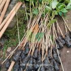 Kirim 100 Pohon Tabebuya Sobat Agro di Bangkalan Madura
